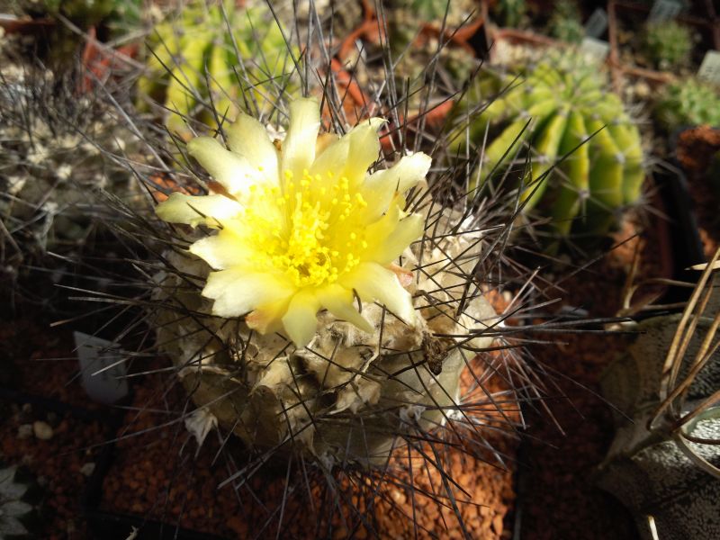 Copiapoa humilis